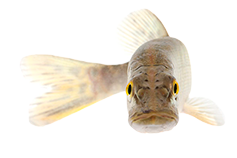 snoek